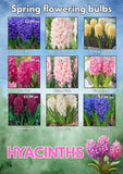 HYACINTH ASSORTED EACH 