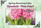 HYACINTH ASSORTED EACH 