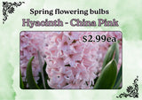 HYACINTH ASSORTED EACH 