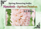 HYACINTH ASSORTED EACH 
