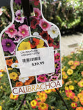 CALIBRACHOA HANGING BASKET 27CM 