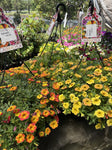 CALIBRACHOA HANGING BASKET 27CM 