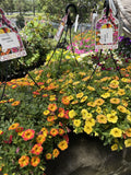 CALIBRACHOA HANGING BASKET 27CM 