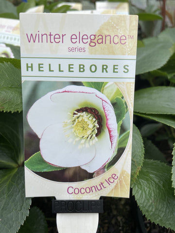 HELLEBORUS WINTER ELEGANCE COCONUT ICE 14CM 