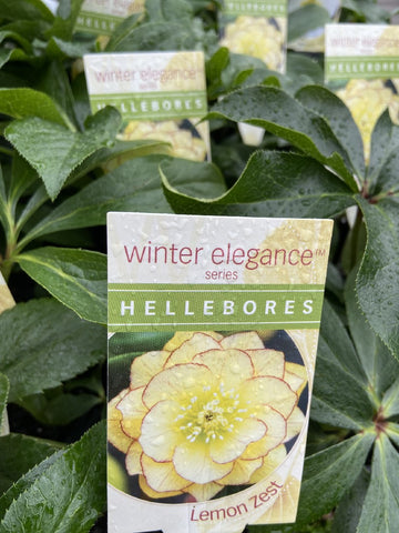 HELLEBORUS WINTER ELEGANCE LEMON ZEST 14CM