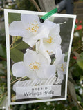 CAMELLIA WIRLINGA BRIDE  20CM 