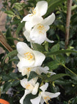 CAMELLIA WIRLINGA BRIDE  20CM 