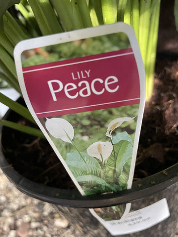 SPATHIPHYLLUM SWEET ROMANO 20CM