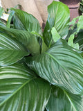 SPATHIPHYLLUM SWEET ROMANO 20CM