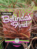 UNCINIA RUBRA BELINDA'S FIND 14CM 