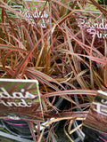UNCINIA RUBRA BELINDA'S FIND 14CM 