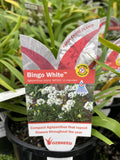 AGAPANTHUS BINGO WHITE 14CM