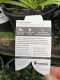 AGAPANTHUS BINGO WHITE 14CM