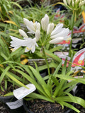 AGAPANTHUS BINGO WHITE 14CM