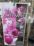 MAGNOLIA CAMEO 25CM