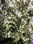 ERICA DAVESII 14CM