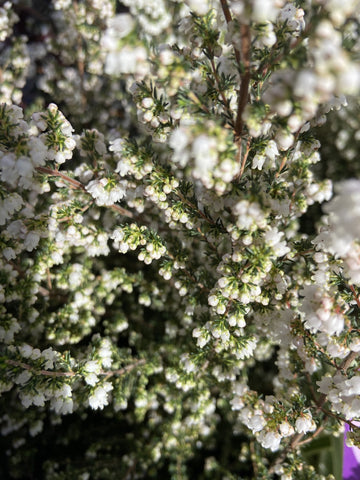 ERICA DAVESII 14CM