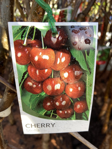 CHERRY STELLA BARE ROOT
