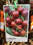 CHERRY LAPINS BARE ROOT