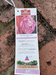 ROSE DELBARD STANDARD MADAME DELBARD 3FT BARE ROOT
