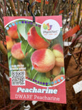 PEACHARINE DWARF NOVELTIES BARE ROOT 