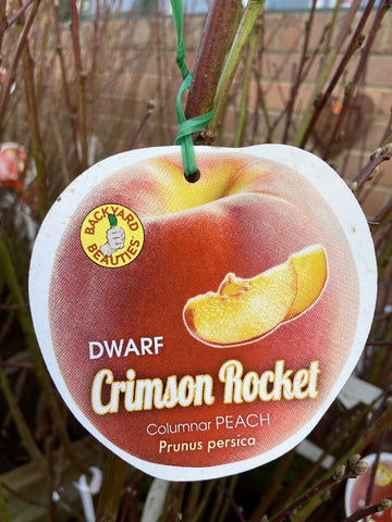 PEACH DWARF COLUMNAR CRIMSON ROCKET BARE ROOT