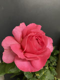 ROSE STANDARD CHILD'S LOVE 2FT BARE ROOT