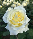 ROSE STANDARD ELINA 3FT BARE ROOT 