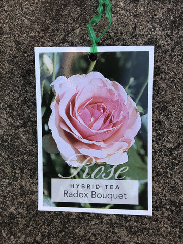 ROSE STANDARD RADOX BOUQUET 3FT BARE ROOT