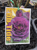 ROSE STANDARD EBB TIDE 3FT BARE ROOT