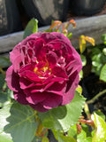 ROSE STANDARD EBB TIDE 3FT BARE ROOT