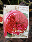 ROSA STANDARD LEONARDO DA VINCI 3FT BARE ROOT