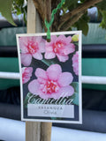 CAMELLIA OLIVIA STANDARD 40CM 