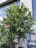 CAMELLIA OLIVIA STANDARD 40CM 