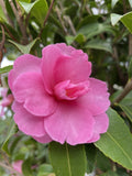 CAMELLIA OLIVIA STANDARD 40CM 