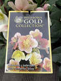 HELLEBORUS CINNAMON SNOW 18CM 