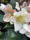 HELLEBORUS CINNAMON SNOW 18CM 