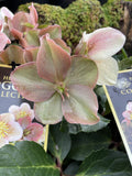 HELLEBORUS CINNAMON SNOW 18CM 