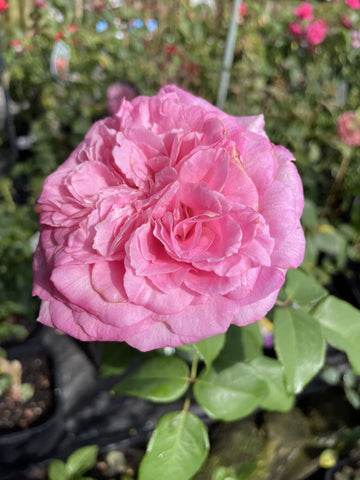 ROSE STANDARD PERFUME PASSION 3FT BARE ROOT 