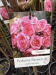 ROSE STANDARD PERFUME PASSION 3FT BARE ROOT 