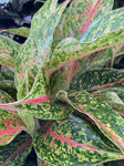 AGLAONEMA NIGHT SPARKLE 20CM