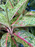 AGLAONEMA NIGHT SPARKLE 20CM