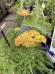 ACHILLEA DESSERT EVE TERRACOTTA 14CM