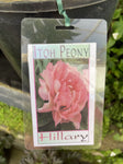 PEONY ITOH HILLARY 25CM 