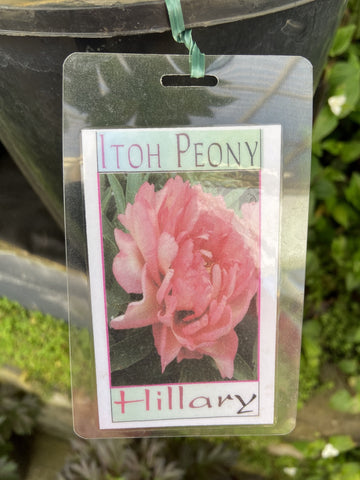 PEONY ITOH HILLARY 25CM 