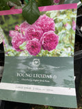 ROSE DAVID AUSTIN YOUNG LYCIDAS BARE ROOT 