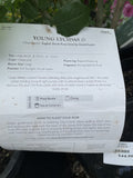 ROSE DAVID AUSTIN YOUNG LYCIDAS BARE ROOT 