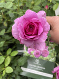 ROSE DAVID AUSTIN YOUNG LYCIDAS BARE ROOT 