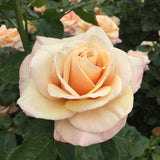 ROSE SPIRIT OF PEACE BARE ROOT 