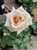 ROSE SPIRIT OF PEACE BARE ROOT 